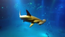 Tiburón Osaka Aquarium Shark